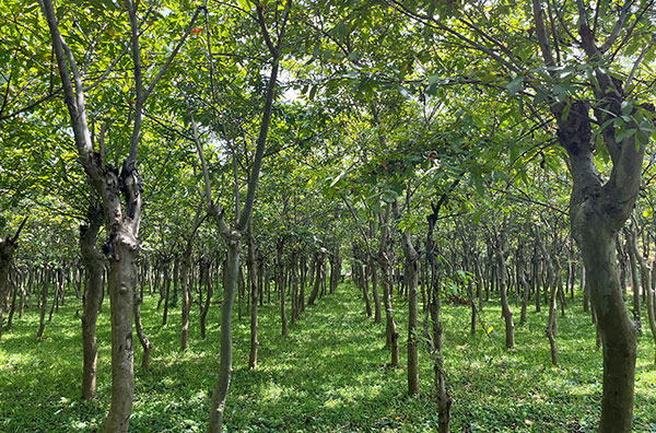 Environmental forest plantation business (India)